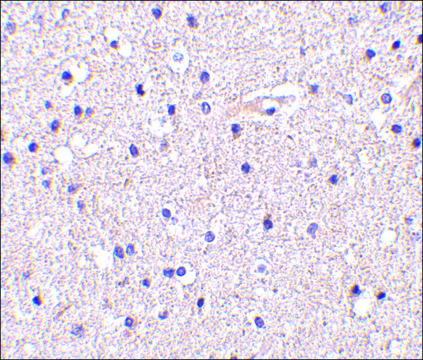 Anti-Nicastrin (ab1) antibody produced in rabbit IgG fraction of antiserum, buffered aqueous solution