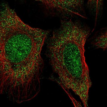 Anti-LACTB2 antibody produced in rabbit Prestige Antibodies&#174; Powered by Atlas Antibodies, affinity isolated antibody