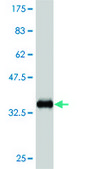Monoclonal Anti-ZIC4 antibody produced in mouse clone 2B9, purified immunoglobulin, buffered aqueous solution