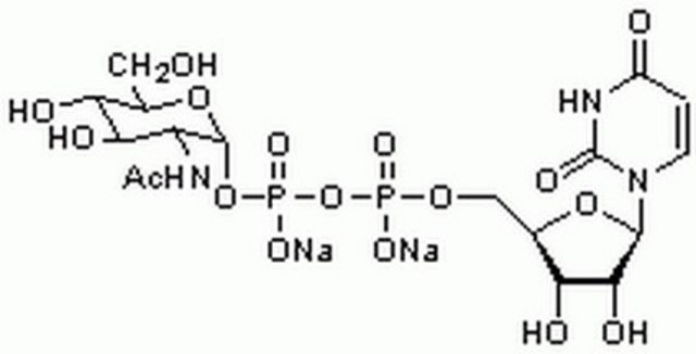 UDP-&#945;-D-N-Acetylglucosamine, Disodium Salt Donor substrate for N-acetylglucosaminyltransferases. Useful in the synthesis of aryl azide derivatives that can be used in the affinity labeling of glycosyltransferase and UDP-HexNAc pyrophosphorylase.