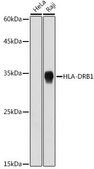 Anti-HLA-DRB1 antibody produced in rabbit
