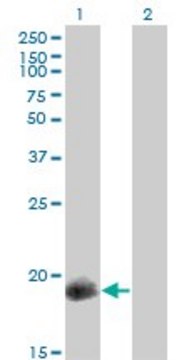 Monoclonal Anti-PPP1R14A antibody produced in mouse clone 3A7, purified immunoglobulin, buffered aqueous solution