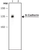 Monoclonal Anti-N-Cadherin antibody produced in mouse clone GC-4, ascites fluid