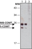 抗-COMT 兔抗 IgG fraction of antiserum, buffered aqueous solution