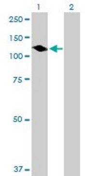 Anti-PTPN12 antibody produced in mouse purified immunoglobulin, buffered aqueous solution