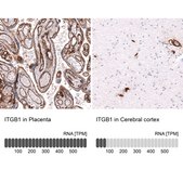 Monoclonal Anti-ITGB1 antibody produced in mouse Prestige Antibodies® Powered by Atlas Antibodies, clone CL15622, purified antibody (Protein A)