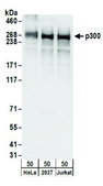 Rabbit anti-p300 Antibody, Affinity Purified Powered by Bethyl Laboratories, Inc.