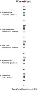 GenElute&#8482; Blood Genomic DNA Kit sufficient for 10&#160;purifications