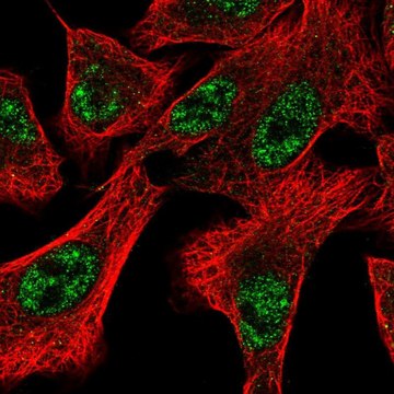 Anti-DOCK1 antibody produced in rabbit Prestige Antibodies&#174; Powered by Atlas Antibodies, affinity isolated antibody