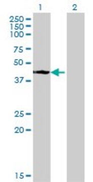 Monoclonal Anti-STYK1 antibody produced in mouse clone 3D2, purified immunoglobulin, buffered aqueous solution