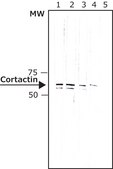 Anti-Cortactin (KE-20) antibody produced in rabbit IgG fraction of antiserum, buffered aqueous solution