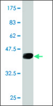 Monoclonal Anti-UBE2D3 antibody produced in mouse clone S2, purified immunoglobulin, buffered aqueous solution