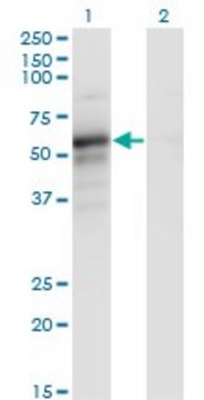 Monoclonal Anti-PAIP1 antibody produced in mouse clone 7E7, ascites fluid