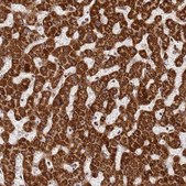 Anti-HSPE1 antibody produced in rabbit Prestige Antibodies® Powered by Atlas Antibodies, affinity isolated antibody, buffered aqueous glycerol solution