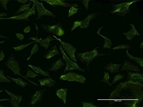 Monoclonal Anti-VCP, (N-terminal) antibody produced in mouse clone 2B2, purified immunoglobulin, buffered aqueous solution