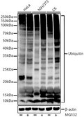 Anti-Ubiquitin Antibody, clone 5J3V7, Rabbit Monoclonal