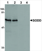 Anti-SODD antibody produced in rabbit IgG fraction of antiserum, buffered aqueous solution