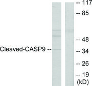 Anti-CASP9 (Cleaved-Asp330), C-Terminal antibody produced in rabbit affinity isolated antibody