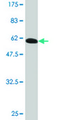 Monoclonal Anti-MAGEA2 antibody produced in mouse clone 1B1, purified immunoglobulin, buffered aqueous solution