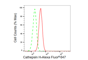 Anti Cathepsin H Antibody, clone 23GB3030, Rabbit Monoclonal clone 23GB3030, recombinant rabbit monoclonal, expressed in HEK293 cells