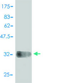 Monoclonal Anti-COX6C antibody produced in mouse clone 4G4-2A8, purified immunoglobulin, buffered aqueous solution