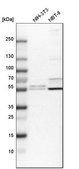 Anti-RSBN1L antibody produced in rabbit Prestige Antibodies® Powered by Atlas Antibodies, affinity isolated antibody, buffered aqueous glycerol solution, Ab1