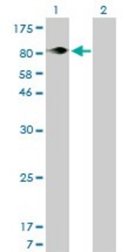 Monoclonal Anti-ITGB5 antibody produced in mouse clone 2C4, purified immunoglobulin, buffered aqueous solution