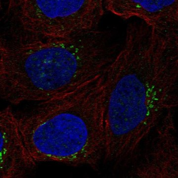 Anti-RGS18 antibody produced in rabbit Prestige Antibodies&#174; Powered by Atlas Antibodies, affinity isolated antibody, buffered aqueous glycerol solution