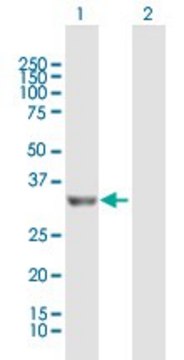 Anti-PROSC antibody produced in mouse IgG fraction of antiserum, buffered aqueous solution