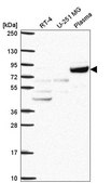 Anti-COG2 antibody produced in rabbit Prestige Antibodies® Powered by Atlas Antibodies, affinity isolated antibody