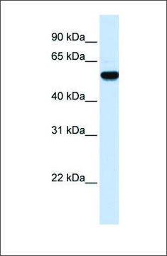 Anti-EEF1A2 antibody produced in rabbit affinity isolated antibody