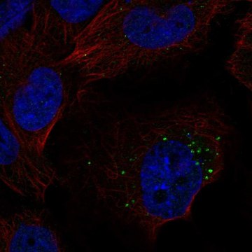 Anti-S1PR1 antibody produced in rabbit Prestige Antibodies&#174; Powered by Atlas Antibodies, affinity isolated antibody