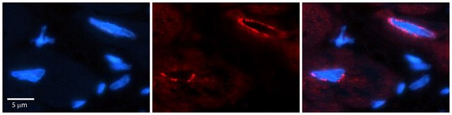 Anti-TCF20 antibody produced in rabbit affinity isolated antibody