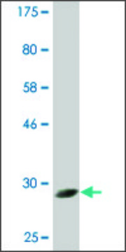 Monoclonal Anti-CPNE5 antibody produced in mouse clone 2G4, ascites fluid