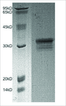 Granzyme A human recombinant, expressed in mammalian cells, &#8805;95% (SDS-PAGE), &#8805;95% (HPLC)