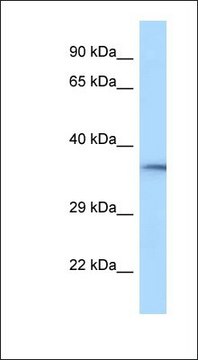 Anti-RGD1310788 antibody produced in rabbit affinity isolated antibody