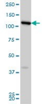 Monoclonal Anti-FLJ20097, (C-terminal) antibody produced in mouse clone 2D11, ascites fluid