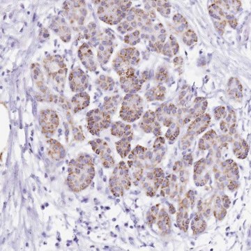 Anti-PTBP2 antibody produced in rabbit Prestige Antibodies&#174; Powered by Atlas Antibodies, affinity isolated antibody, buffered aqueous glycerol solution