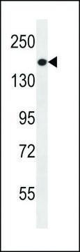 ANTI-PREX1(C-TERMINAL) antibody produced in rabbit affinity isolated antibody, buffered aqueous solution