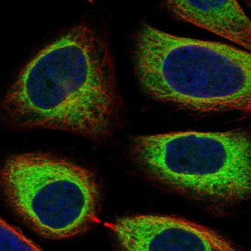 Anti-Lrpap1 Antibody Produced In Rabbit Prestige Antibodies&#174; Powered by Atlas Antibodies, affinity isolated antibody, buffered aqueous glycerol solution