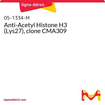 Anti-Acetyl Histone H3 (Lys27), clone CMA309