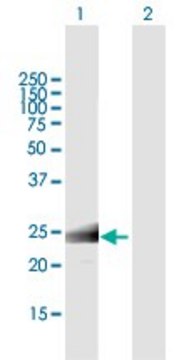 ANTI-MS4A12 antibody produced in mouse purified immunoglobulin, buffered aqueous solution