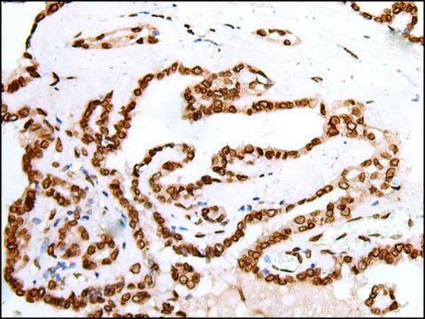 Anti-PIF1 affinity isolated antibody