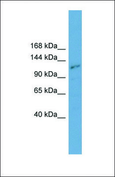 Anti-PLEKHA7 antibody produced in rabbit affinity isolated antibody