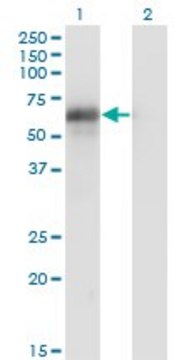 Monoclonal Anti-BIN1, (C-terminal) antibody produced in mouse clone 2C7, purified immunoglobulin, buffered aqueous solution