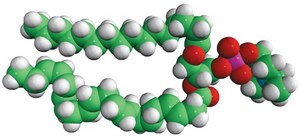 16:0-22:6 PC Avanti Research™ - A Croda Brand