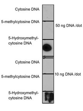 Anti-5-Hydroxymethylcytosine (5hmC) Antibody, clone HMC-MA01 clone HMC-MA01, from mouse