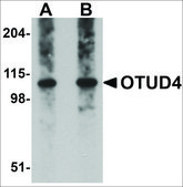 抗 OTUD4 兔抗 affinity isolated antibody, buffered aqueous solution