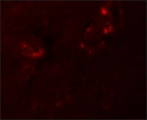 Anti-NALP5 antibody produced in rabbit affinity isolated antibody, buffered aqueous solution