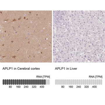 Anti-APLP1 antibody produced in rabbit Prestige Antibodies&#174; Powered by Atlas Antibodies, affinity isolated antibody, buffered aqueous glycerol solution